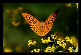 Cengaver (Argynnis paphia)