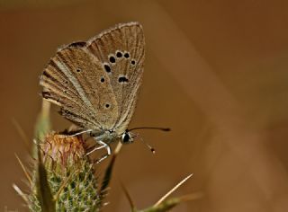 ? Agro Tr (Tanmsz) (Agrodiaetus sp.)