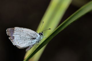 Kutsal Mavi (Celastrina argiolus)