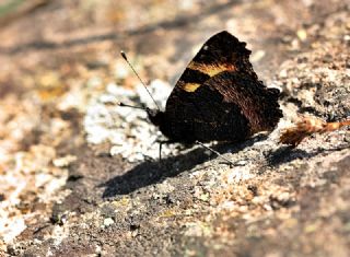 Aglais (Aglais urticae)