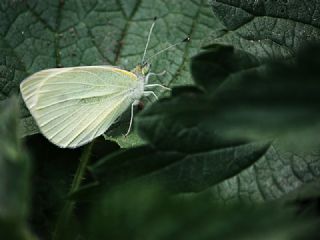 Da Beyazmelei (Pieris ergane)