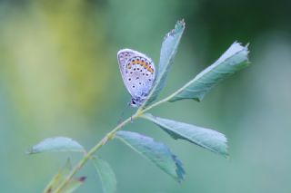 Gm Lekeli Esmergz (Plebejus argus)