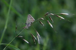 sli Bakr Gzeli (Lycaena tityrus)