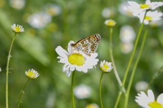 parhan (Melitaea cinxia)