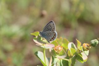 Anadolu Esmergz (Plebejus modicus)