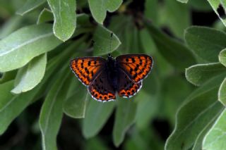 sli Bakr Gzeli (Lycaena tityrus)