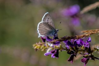 okgzl Dafnis (Polyommatus daphnis)