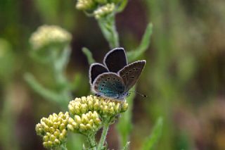 okgzl Rus Mavisi (Polyommatus coelestina)