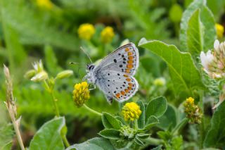 okgzl Esmer (Aricia agestis)