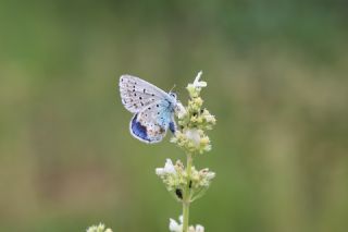 okgzl Gk Mavisi (Polyommatus bellargus)