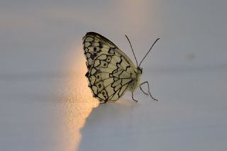 Anadolu Melikesi (Melanargia larissa)