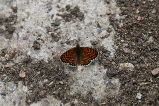 parhan (Melitaea cinxia)