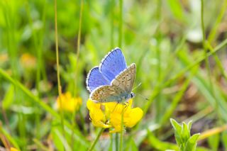 okgzl Gk Mavisi (Polyommatus bellargus)