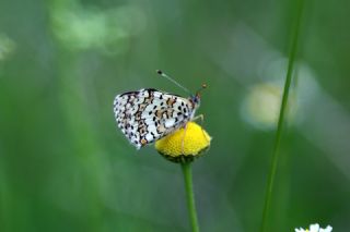 parhan (Melitaea cinxia)