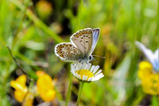 okgzl Balkan Mavisi (Aricia anteros )