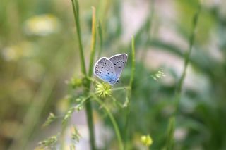 okgzl Amanda (Polyommatus amandus)