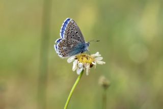 okgzl Gk Mavisi (Polyommatus bellargus)