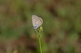 Anadolu Esmergz (Plebejus modicus)