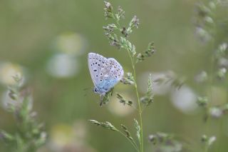 okgzl Gk Mavisi (Polyommatus bellargus)