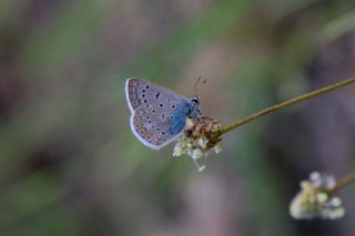 okgzl Mavi (Polyommatus icarus)