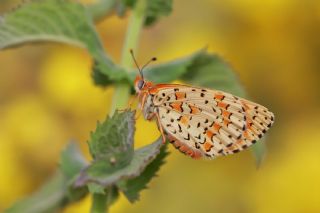 ranl parhan (Melitaea persea)