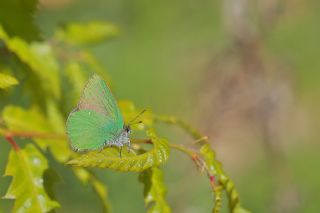 Byk Zmrt (Callophrys herculeana)