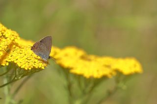 Minik Sevbeni (Satyrium acaciae)