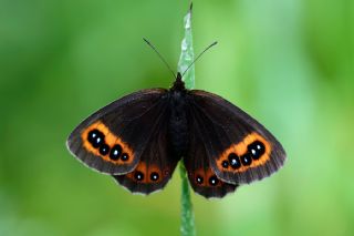 Orman Gzelesmeri (Erebia medusa )