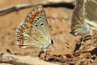 Tr almalar ([unknown genus] n/a)