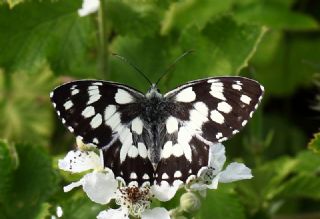 Orman Melikesi (Melanargia galathea)