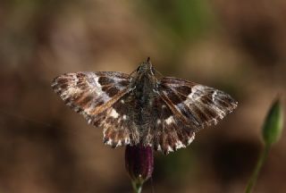 ark Zpzp (Carcharodus orientalis)