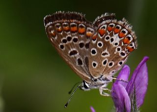 okgzl Mavi (Polyommatus icarus)