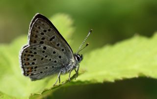 sli Bakr Gzeli (Lycaena tityrus)