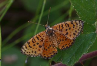 Benekli parhan (Melitaea didyma)