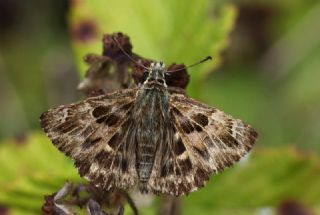 Hatmi Zpzp (Carcharodus alceae)