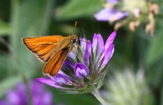 Sar Antenli Zpzp (Thymelicus sylvestris)