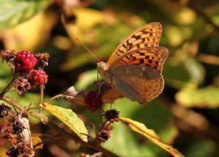 Bahadr (Argynnis pandora)