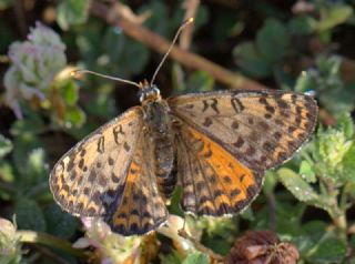Benekli parhan (Melitaea didyma)