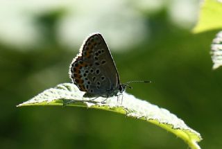 das Mavisi, Esmergz (Plebejus idas)