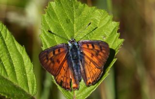 Byk Mor Bakr Gzeli (Lycaena alciphron)