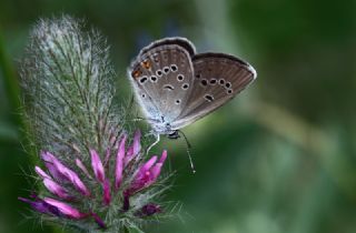 okgzl Gzel Mavi (Polyommatus bellis)