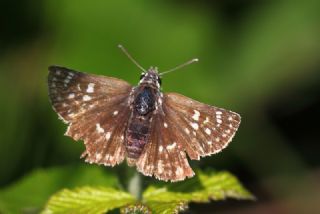 Kzl Zpzp (Spialia orbifer)