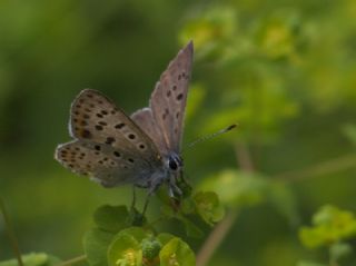 sli Bakr Gzeli (Lycaena tityrus)