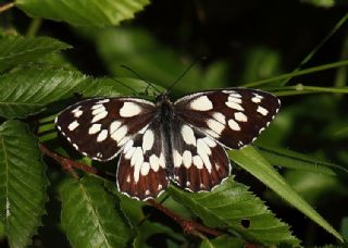 Orman Melikesi (Melanargia galathea)