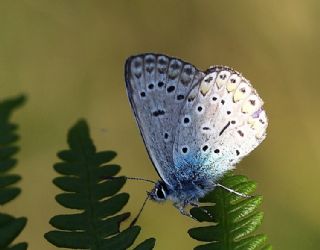 okgzl Mavi (Polyommatus icarus)