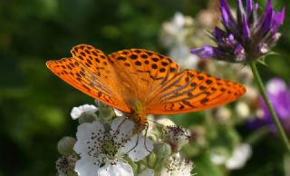Cengaver (Argynnis paphia)