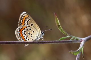 Gm Lekeli Esmergz (Plebejus argus)