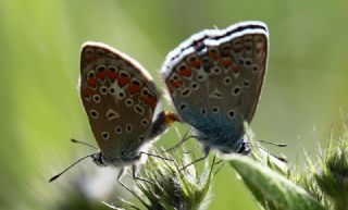 okgzl Meneke Mavisi (Polyommatus thersites)