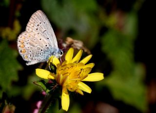 okgzl Mavi (Polyommatus icarus)
