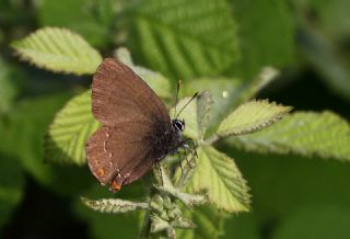 Byk Sevbeni (Satyrium ilicis)